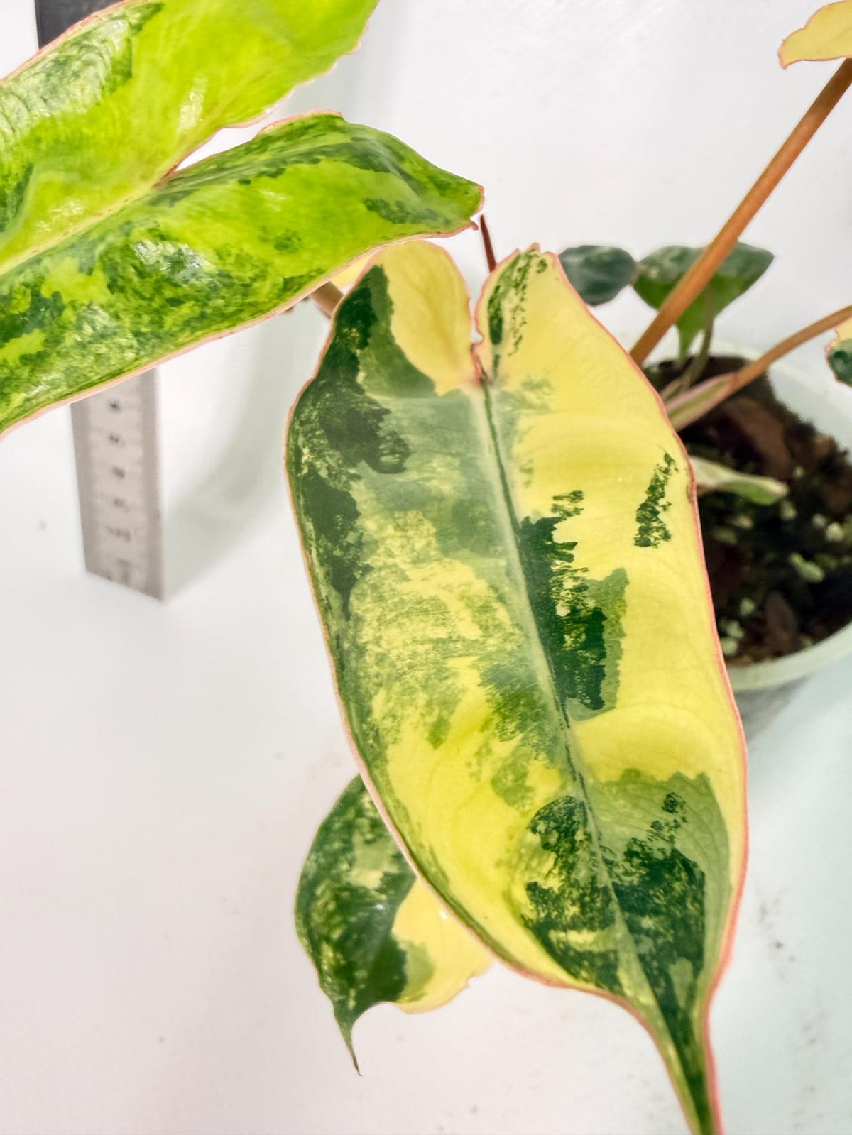 Philodendron Billietiae Variegata 2