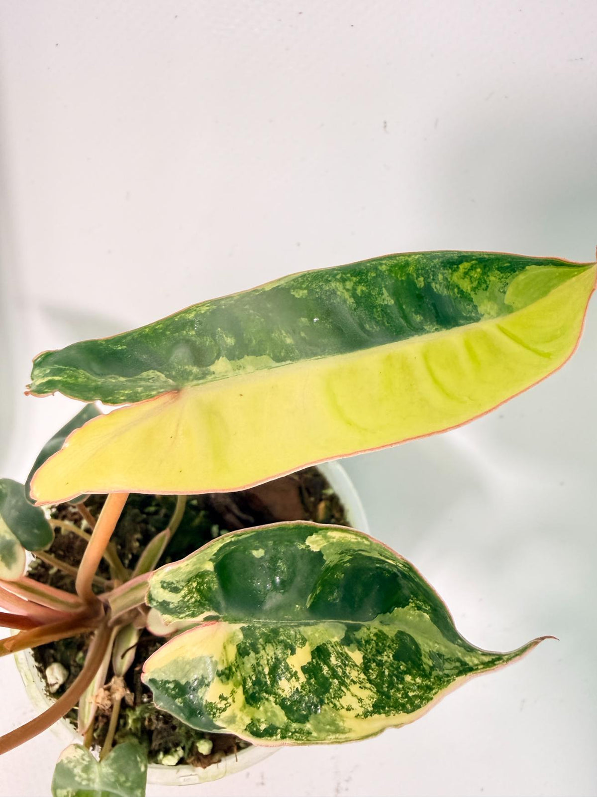 Philodendron Billietiae Variegata 3