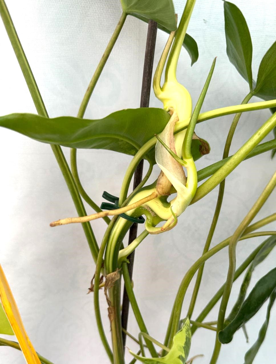 Philodendron Burle Marx Variegata