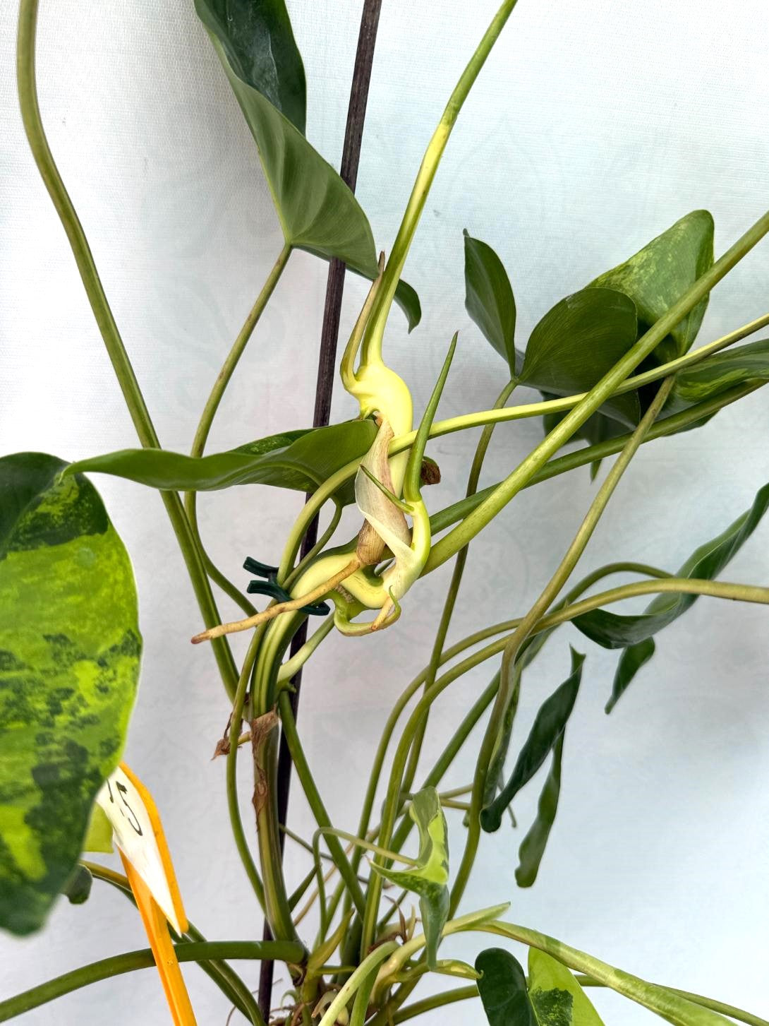 Philodendron Burle Marx Variegata