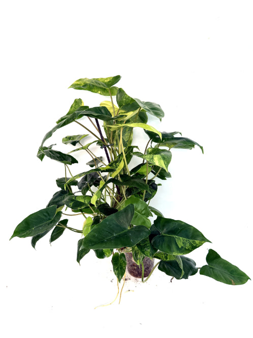 Philodendron_Burle_Marx_Variegata