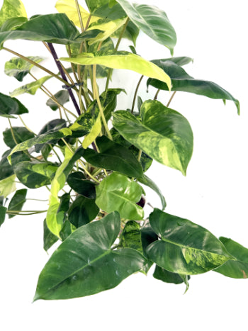 Philodendron_Burle_Marx_Variegata