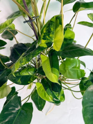Philodendron_Burle_Marx_Variegata