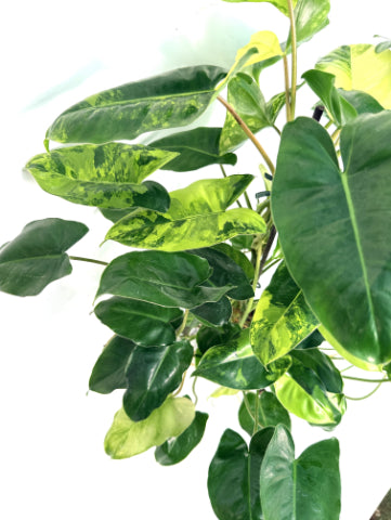 Philodendron_Burle_Marx_Variegata