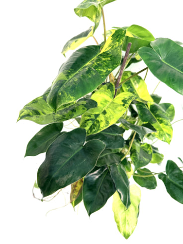 Philodendron_Burle_Marx_Variegata