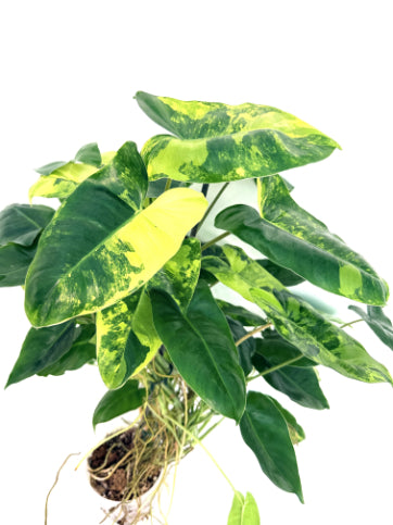 Philodendron_Burle_Marx_Variegata
