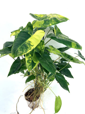 Philodendron_Burle_Marx_Variegata