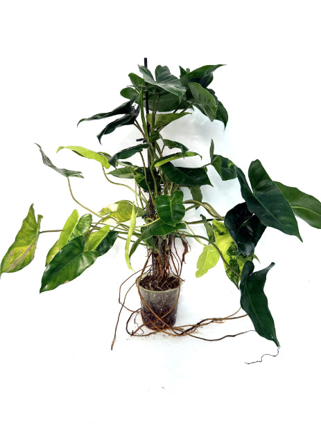 philodendron_Burle_Marx_Variegata
