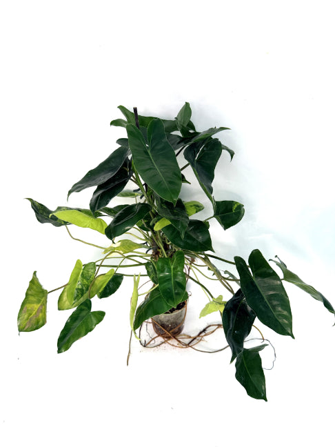 philodendron_Burle_Marx_Variegata
