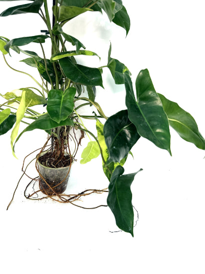 philodendron_Burle_Marx_Variegata