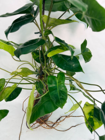 philodendron_Burle_Marx_Variegata