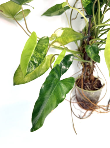 philodendron_Burle_Marx_Variegata