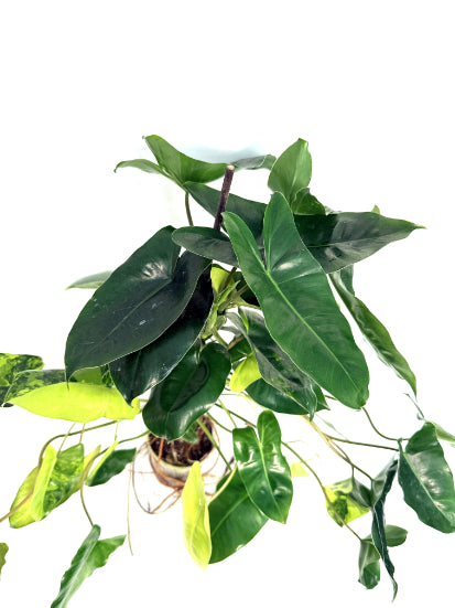 philodendron_Burle_Marx_Variegata