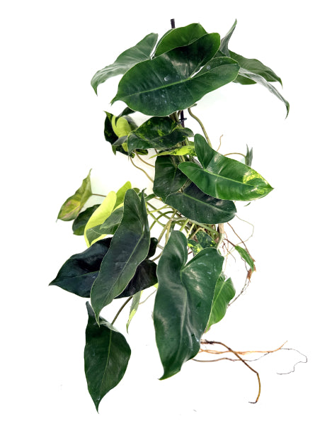 philodendron_Burle_Marx_Variegata