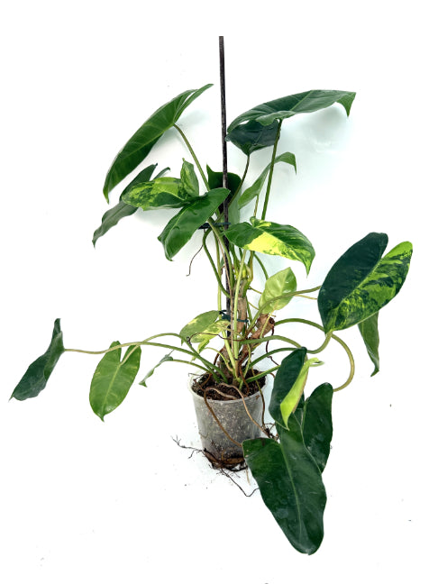 Philodendron_Burle_Marx_Variegata