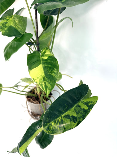 Philodendron_Burle_Marx_Variegata25