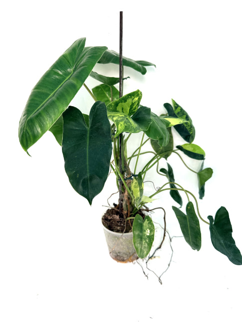 Philodendron_Burle_Marx_Variegata