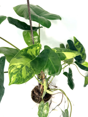 Philodendron_Burle_Marx_Variegata25