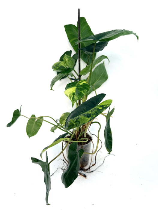 Philodendron_Burle_Marx_Variegata25
