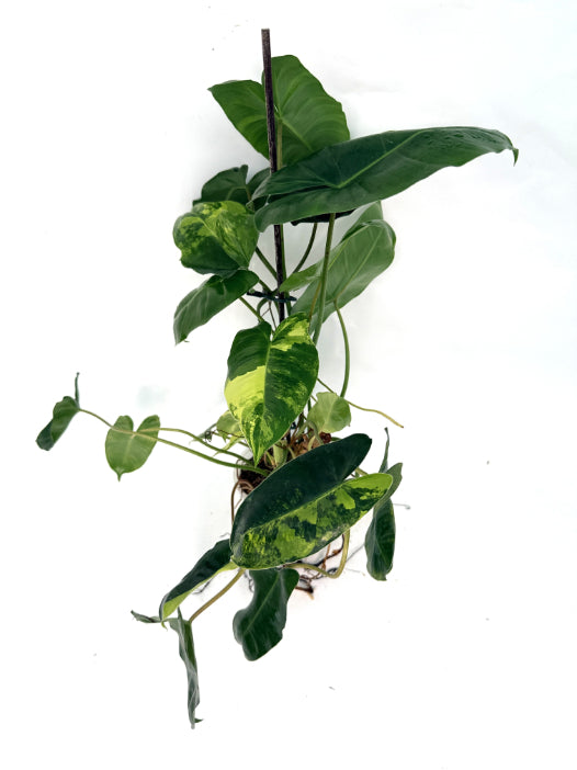 Philodendron_Burle_Marx_Variegata
