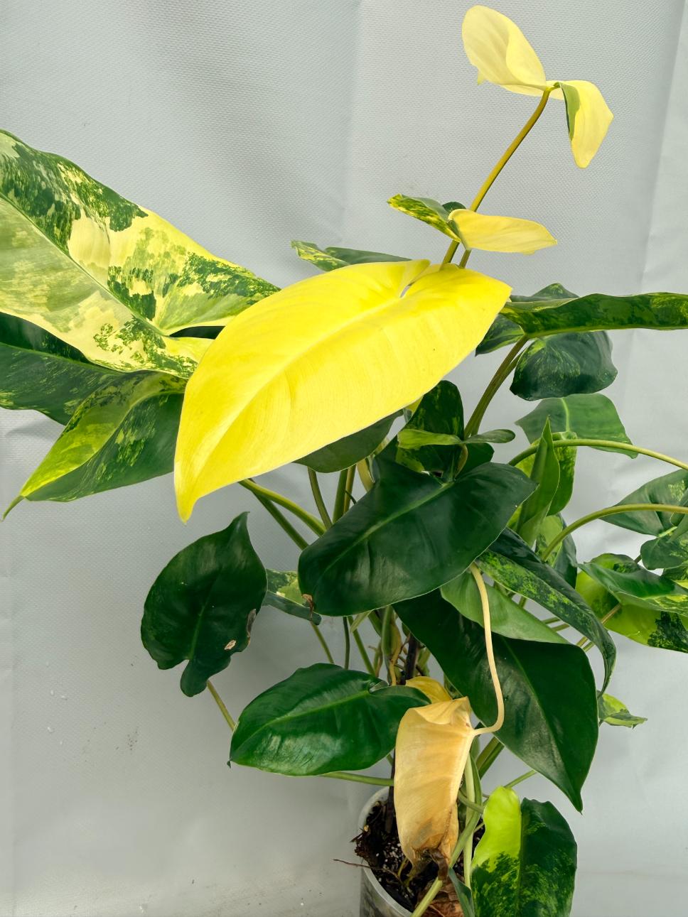 Philodendron Burle Marx Variegata 9