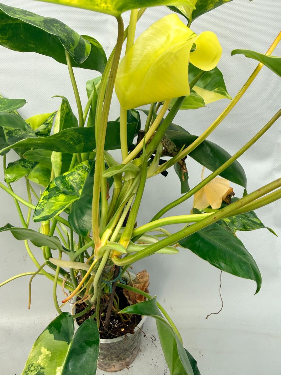 Philodendron Burle Marx Variegata 10