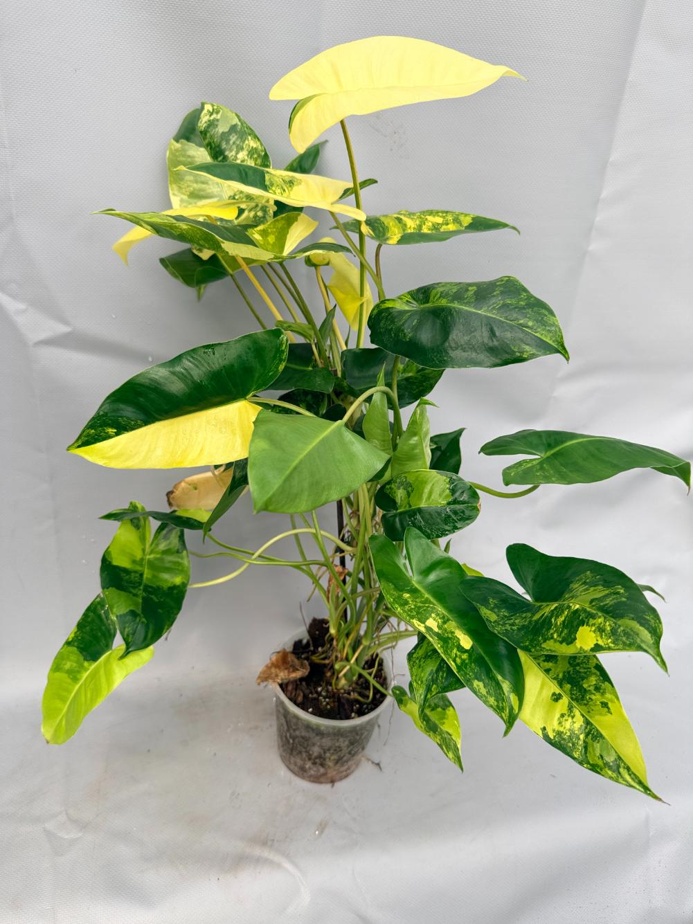 Philodendron Burle Marx Variegata 2