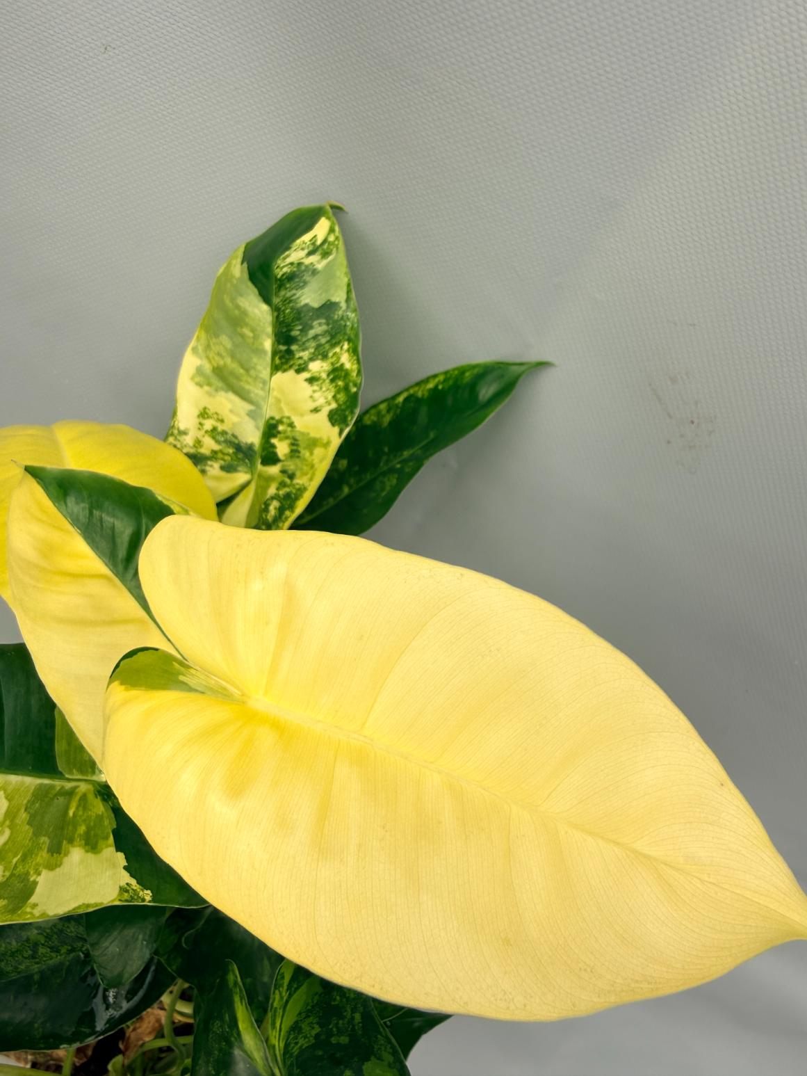 Philodendron Burle Marx Variegata 3