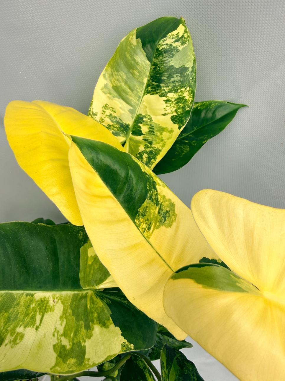 Philodendron Burle Marx Variegata 4