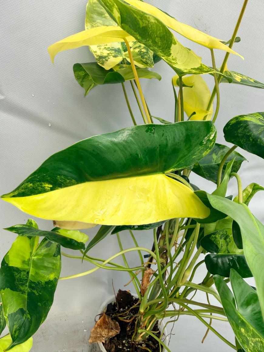 Philodendron Burle Marx Variegata 5