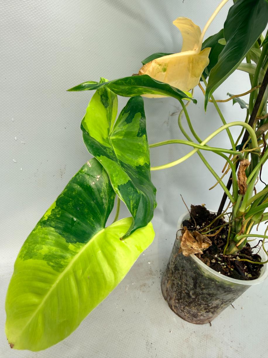 Philodendron Burle Marx Variegata 6