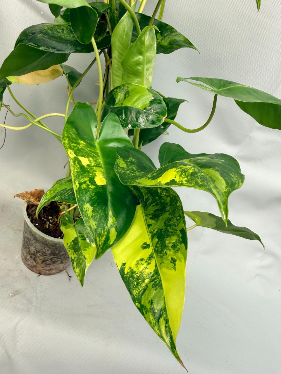 Philodendron Burle Marx Variegata 7