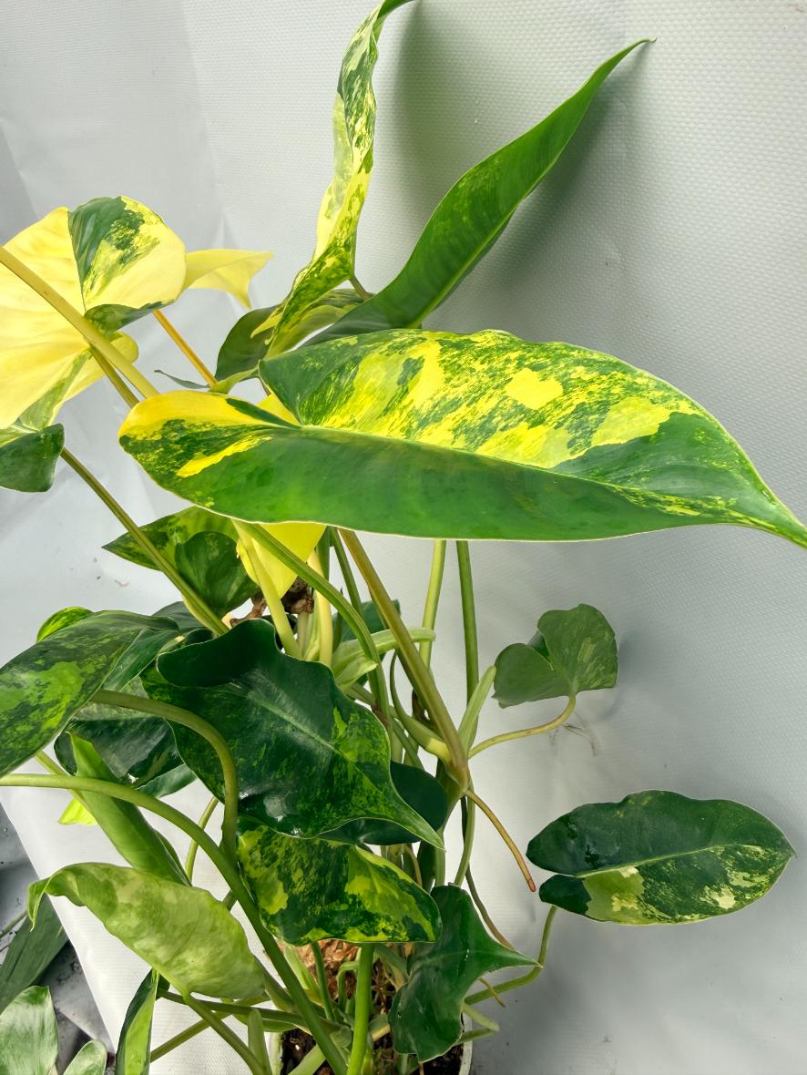 Philodendron Burle Marx Variegata 8
