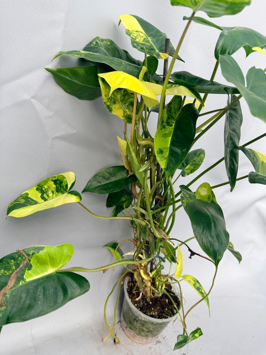 Philodendron Burle Marx Variegata  9