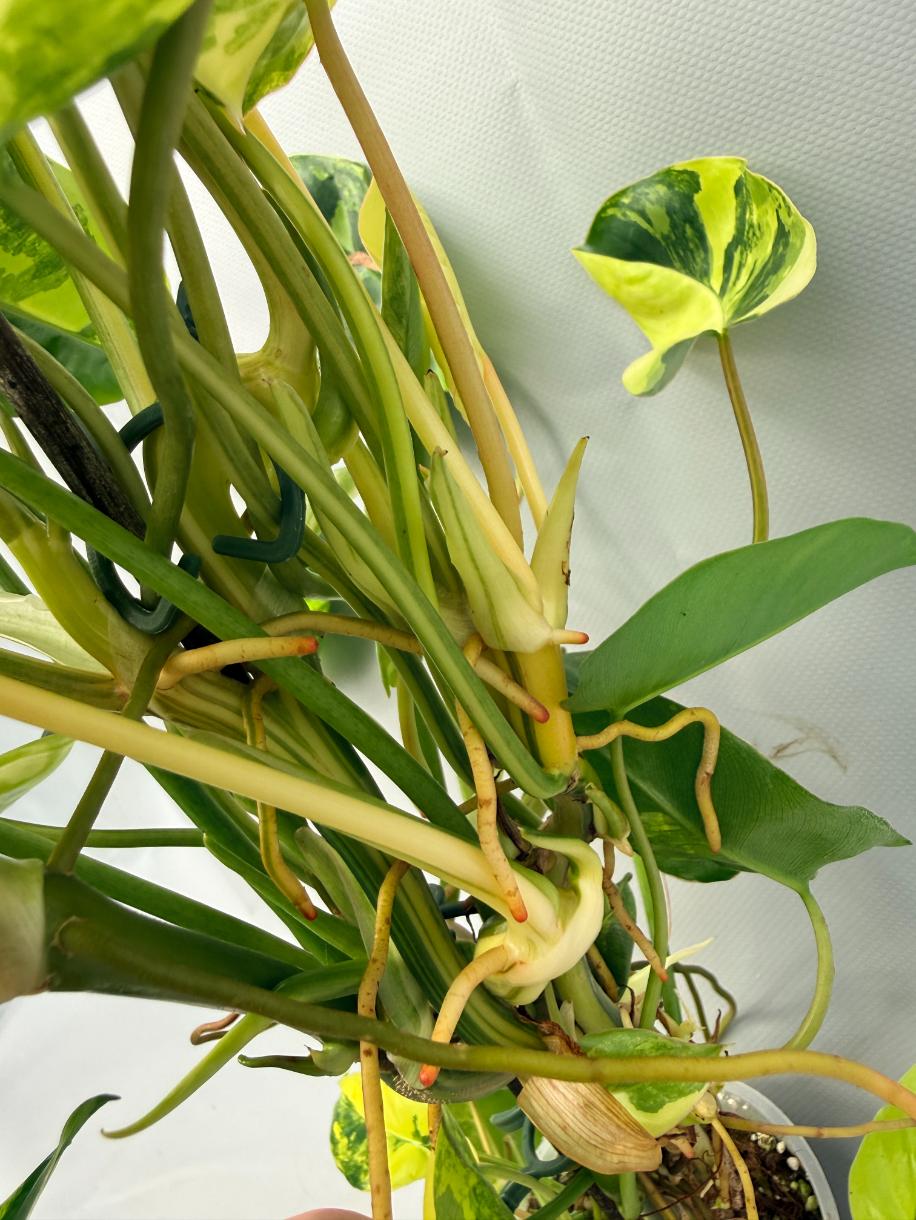 Philodendron Burle Marx Variegata  10