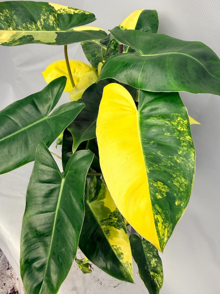 Philodendron Burle Marx Variegata  4