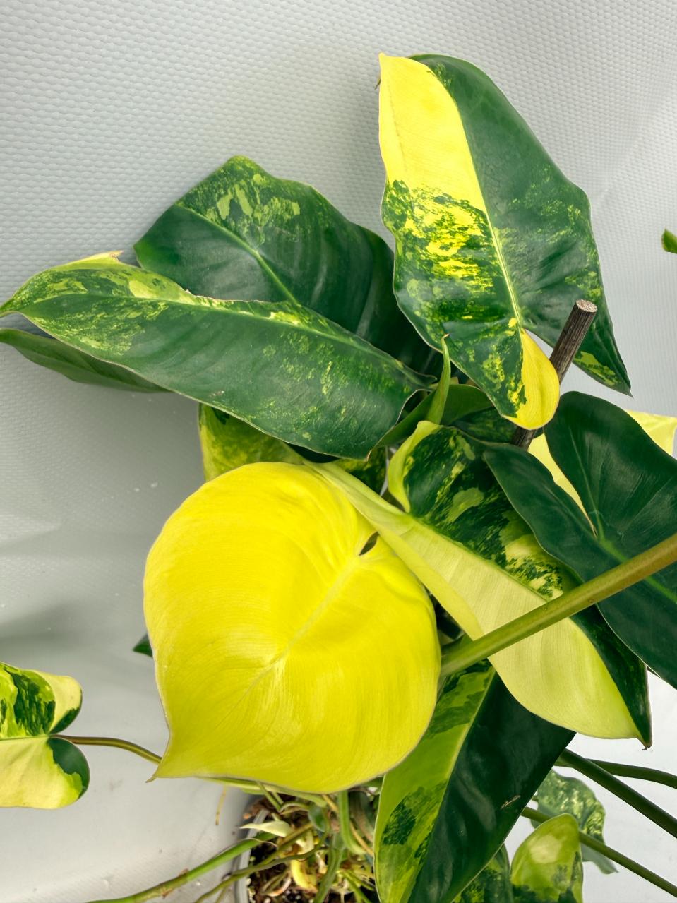 Philodendron Burle Marx Variegata  5