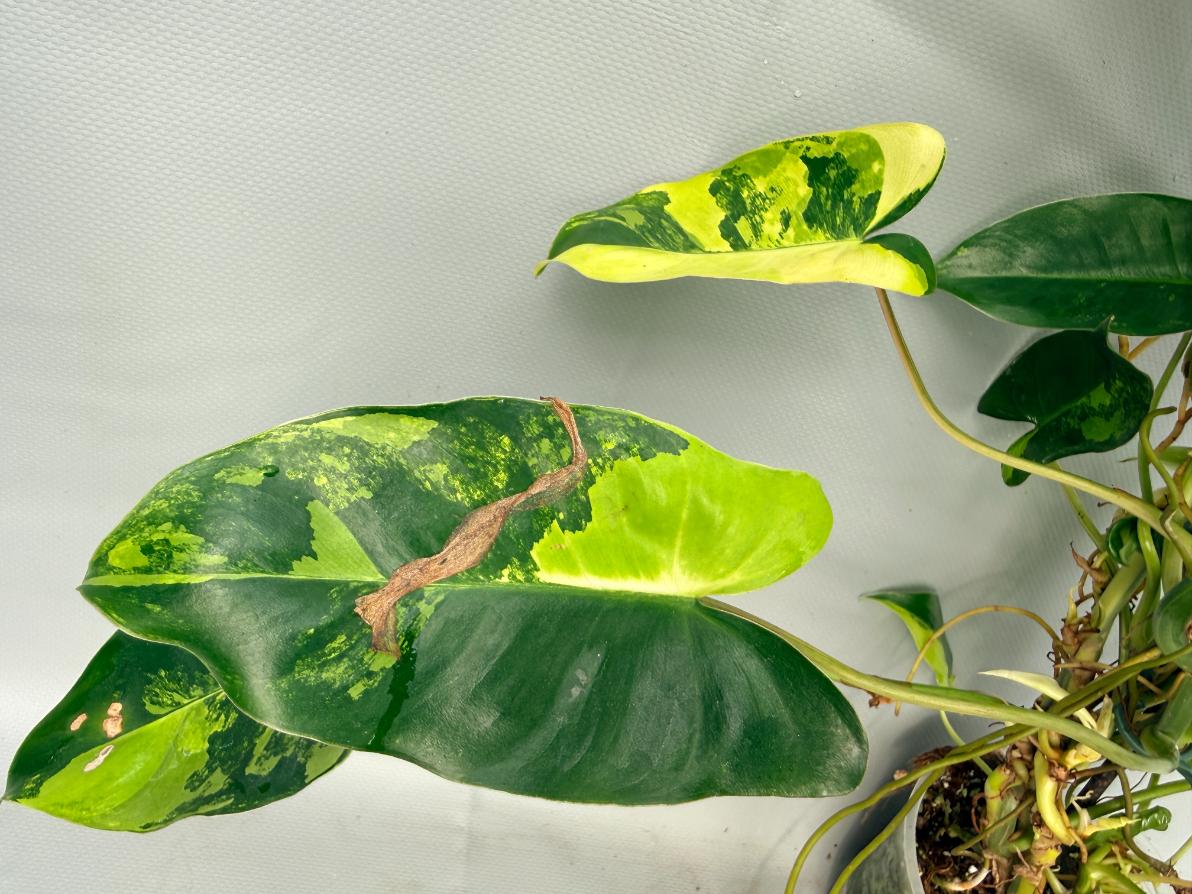 Philodendron Burle Marx Variegata  6