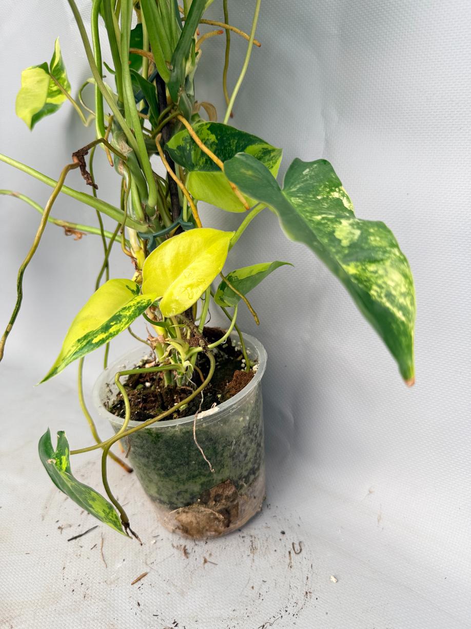 Philodendron Burle Marx Variegata  7