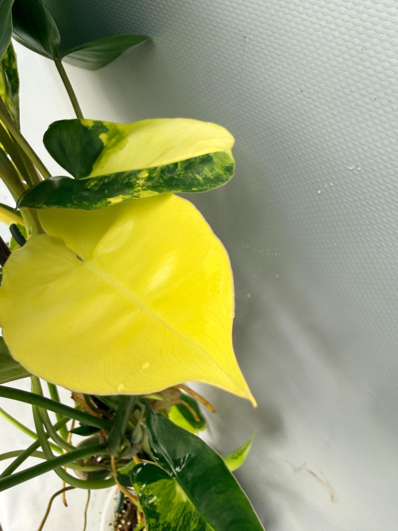 Philodendron Burle Marx Variegata  8