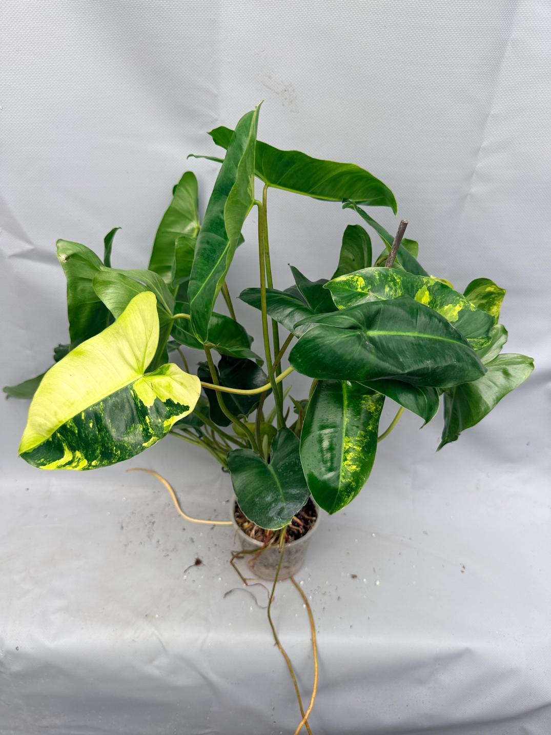 Philodendron Burle Marx Variegata  1