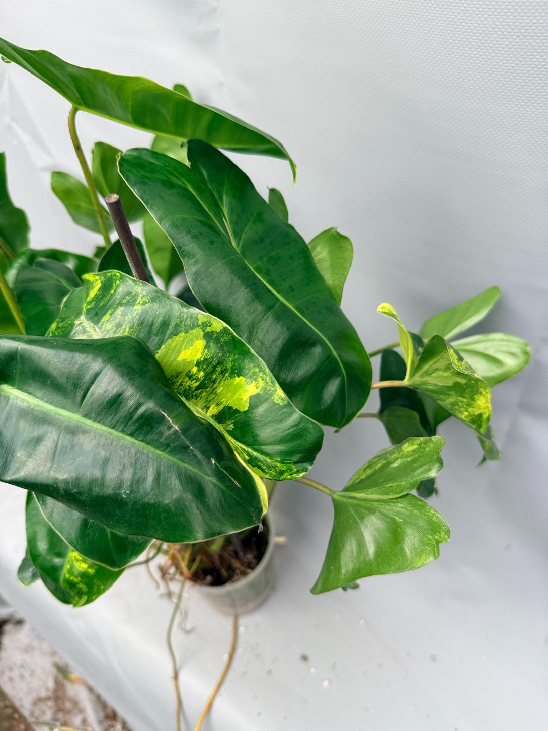 Philodendron Burle Marx Variegata 2