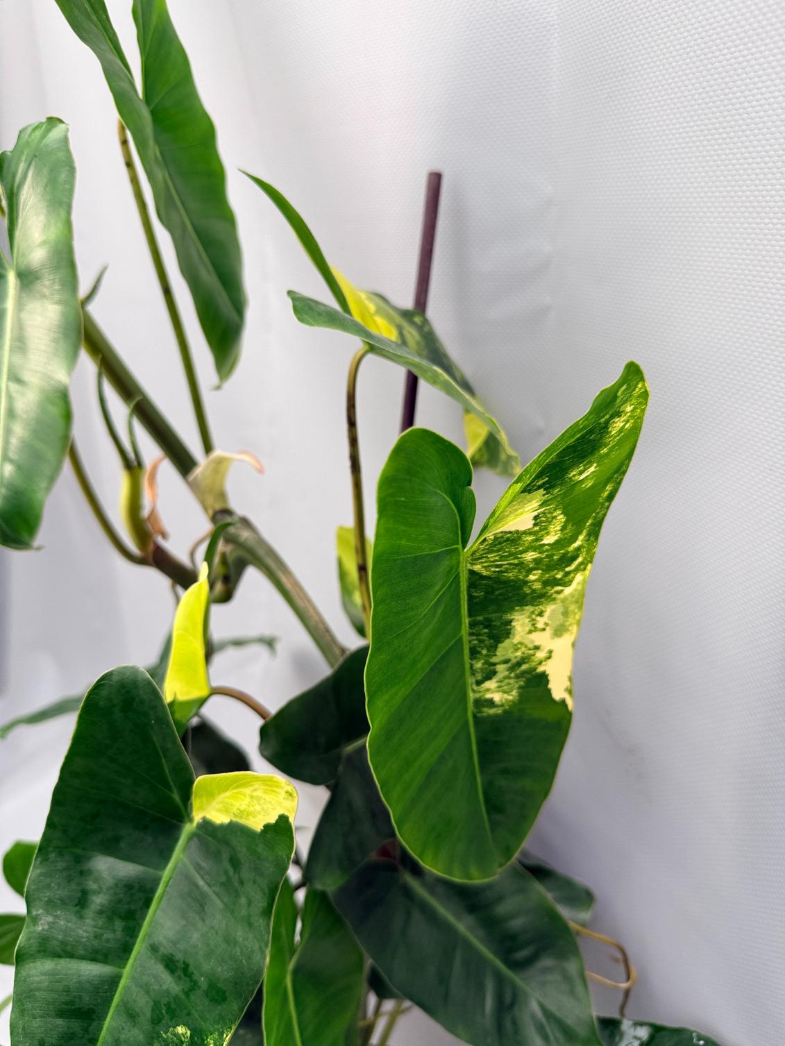 Philodendron Burle Marx Variegata XL