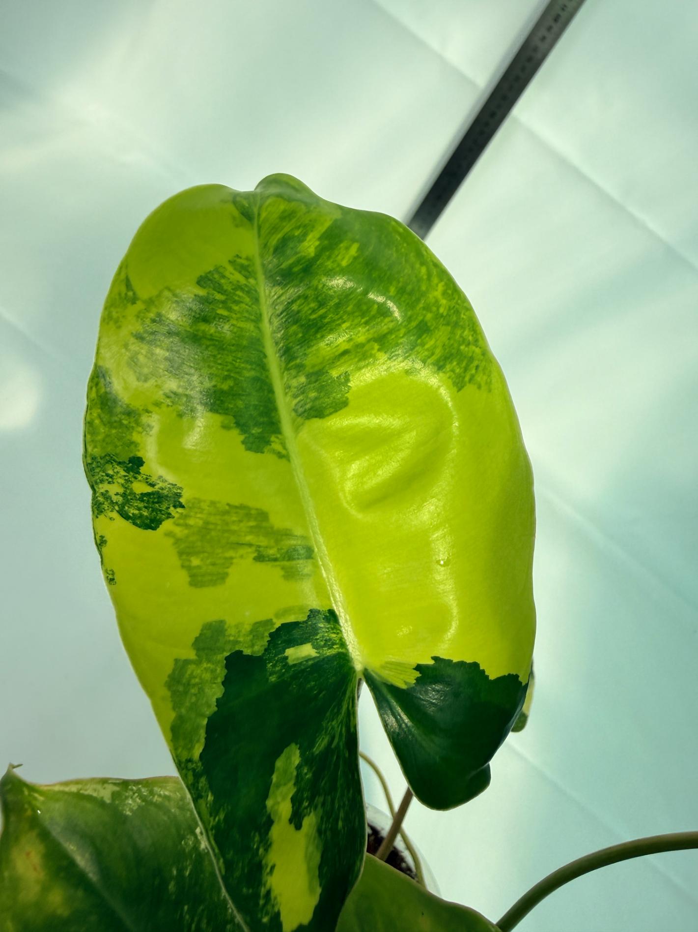 Philodendron Burle Marx Variegata 3