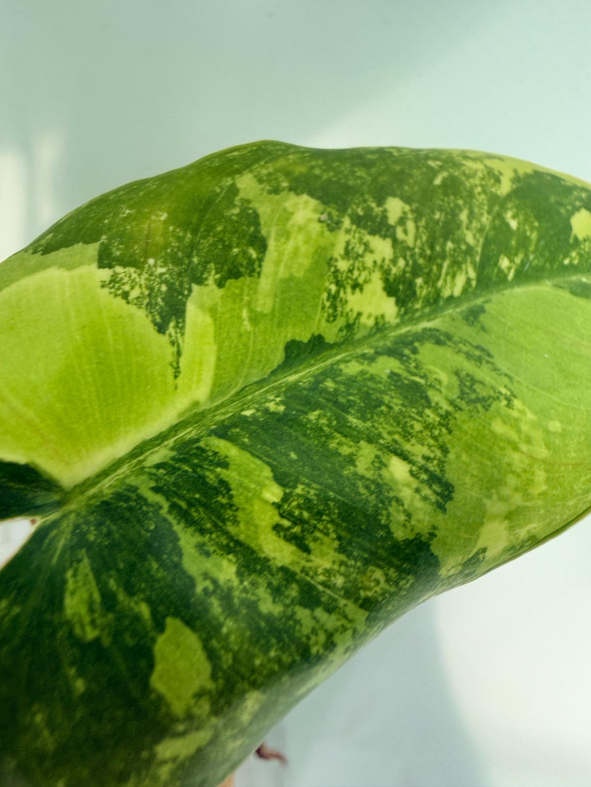 Philodendron Burle Marx Variegata 10