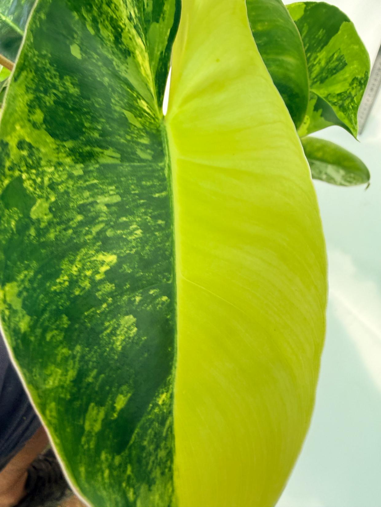 Philodendron Burle Marx Variegata 11