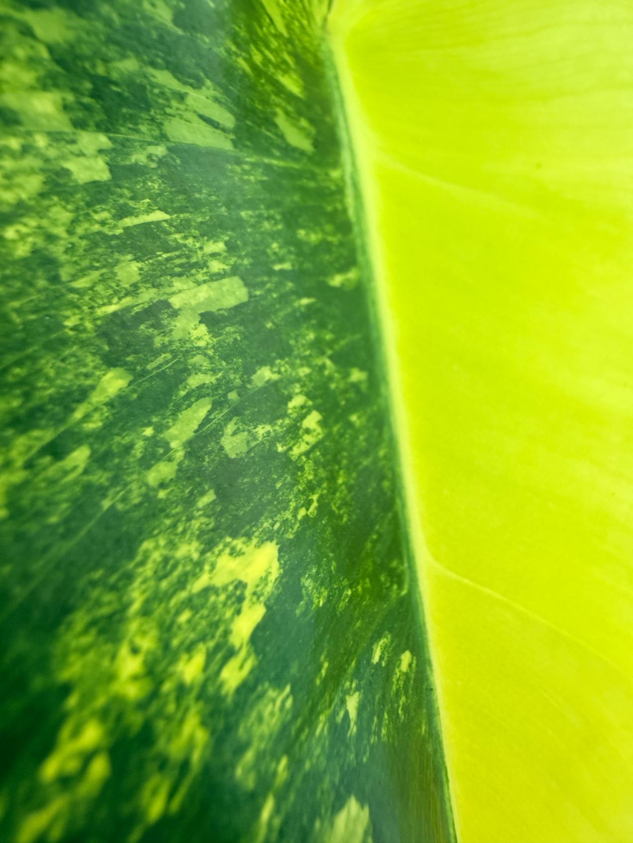 Philodendron Burle Marx Variegata 12