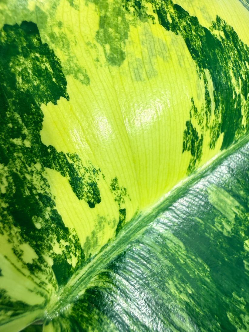 Philodendron Burle Marx Variegata 2