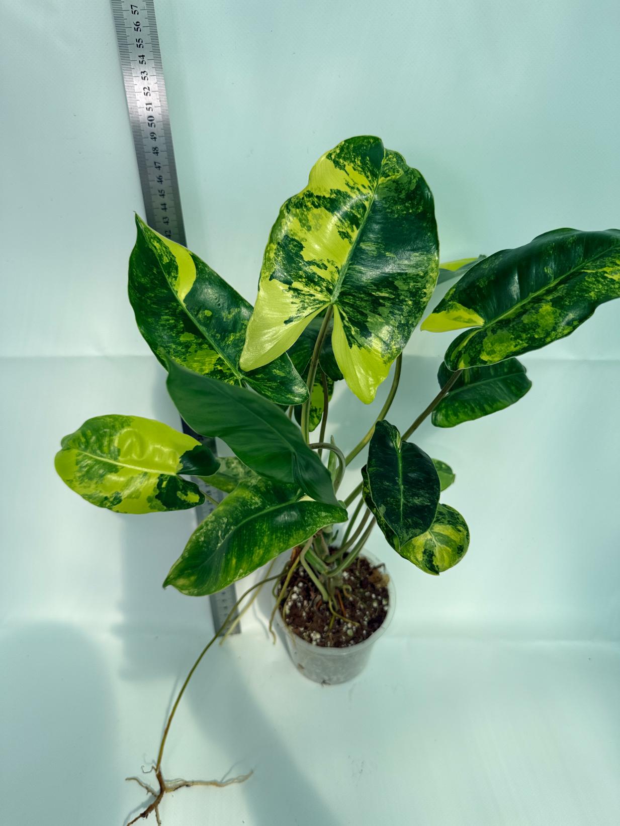 Philodendron Burle Marx Variegata 4
