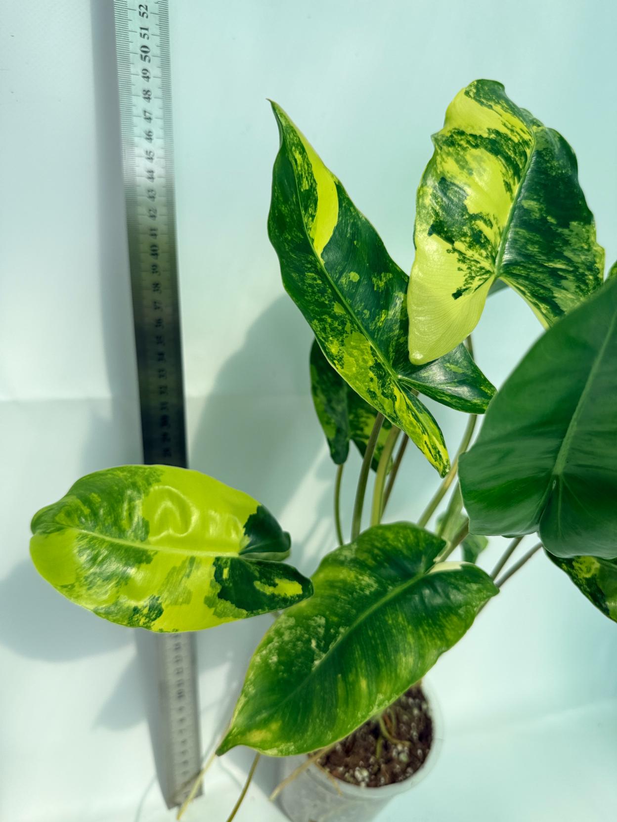 Philodendron Burle Marx Variegata 5